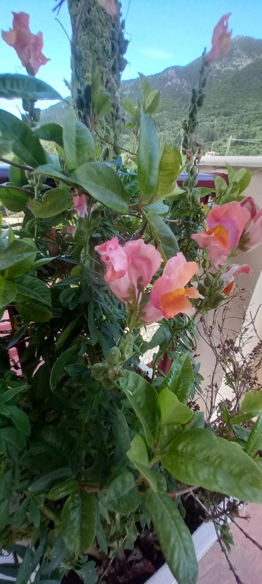 Nightflower Rooms Sami Εξωτερικό φωτογραφία